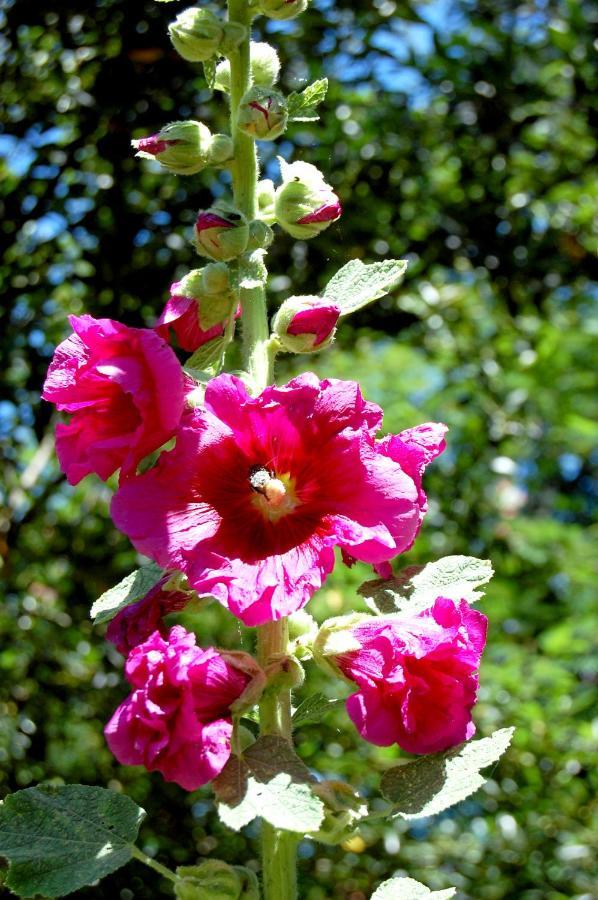 Bed and Breakfast Madeleine Bergerac Exterior foto